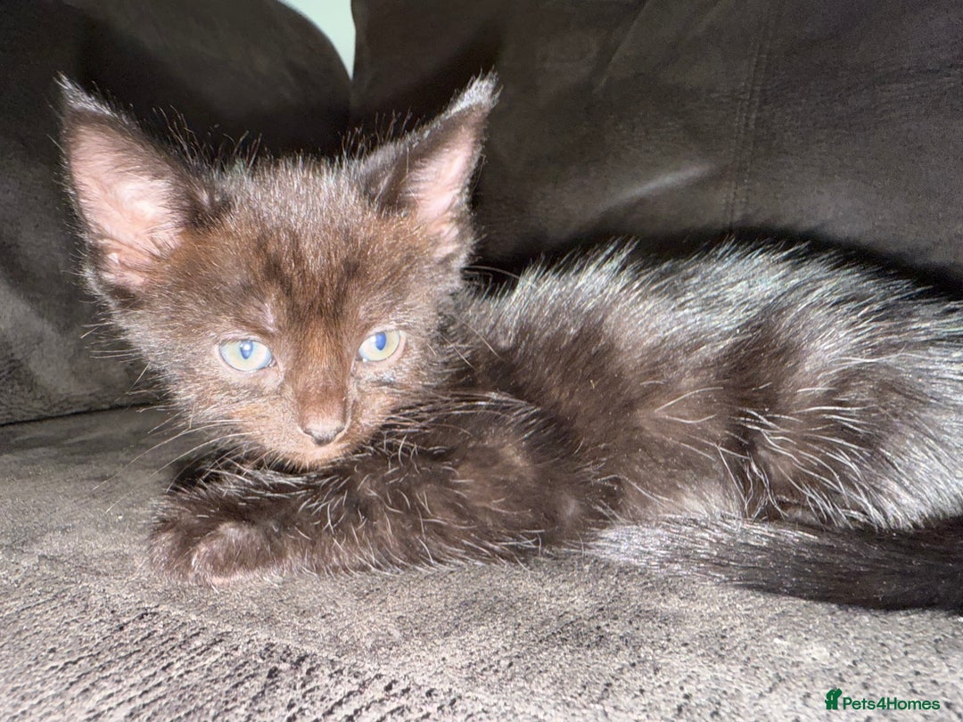 Bengal cats for sale: Kittens - Image 9
