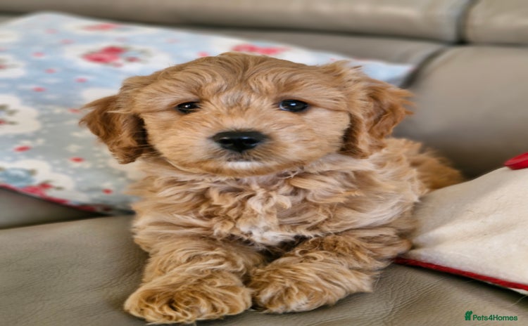 Mini Goldendoodle dogs - Advert 2