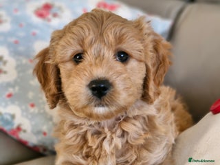 Mini Goldendoodle dogs - Advert 9