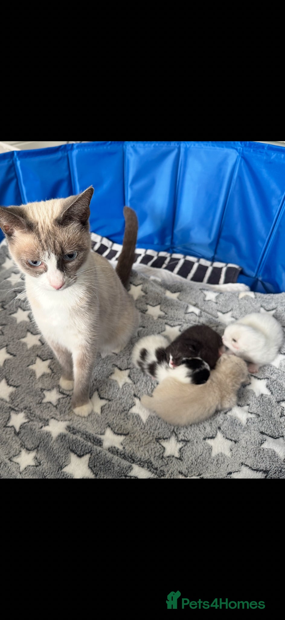 Siamese cats Siamese stunners  - Advert 2