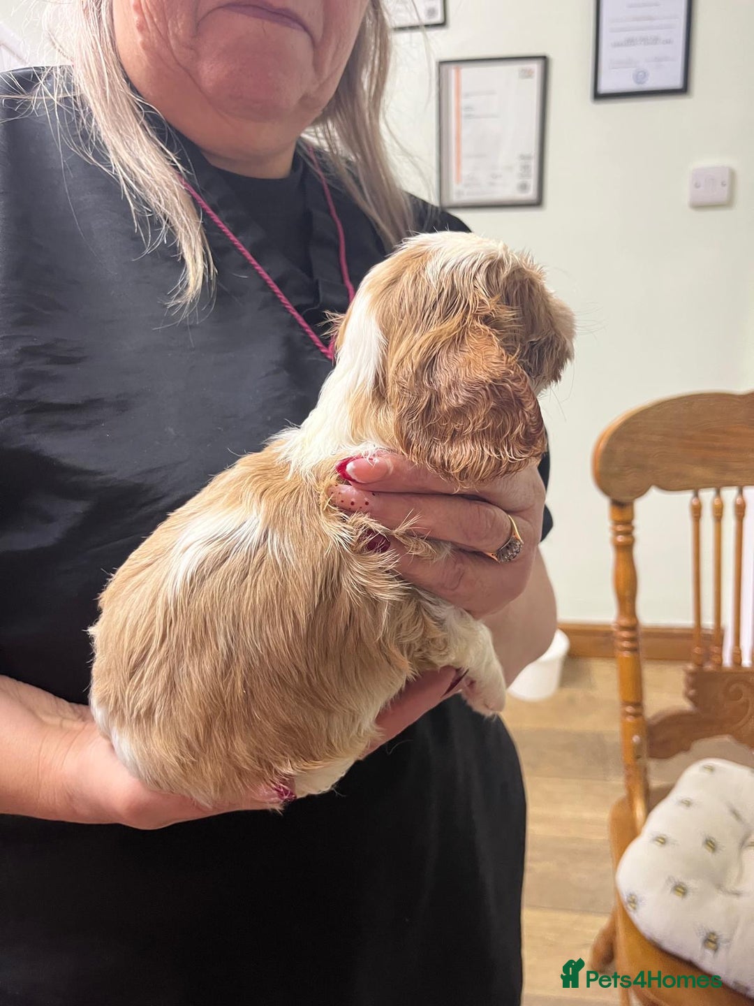 Cavalier King Charles Spaniel dogs for sale: Specialist Health Tested Cavalier King Charles  - Advert 24