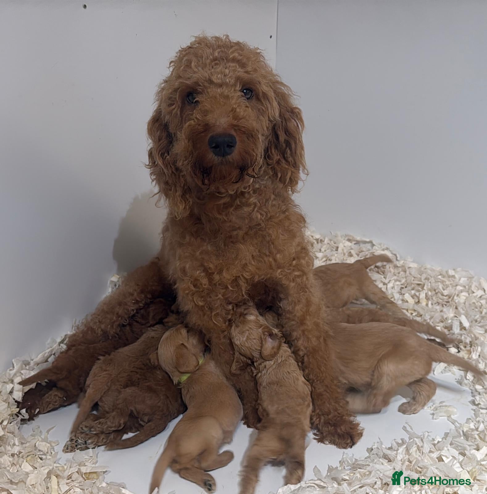 Double Doodle dogs for sale: A REALLY EXCITING MIX OF BREEDS. GORGEOUS!!! - Advert 22
