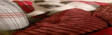 Ragdoll 3