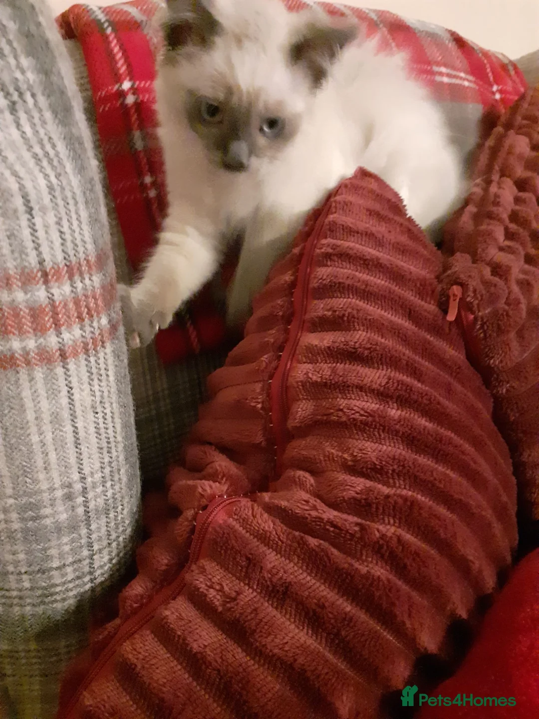 Ragdoll cats for sale: Ragdoll kittens - Advert 14