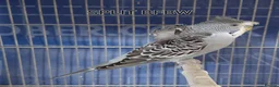 Budgerigars birds for sale: Rare Budgies - Advert 2