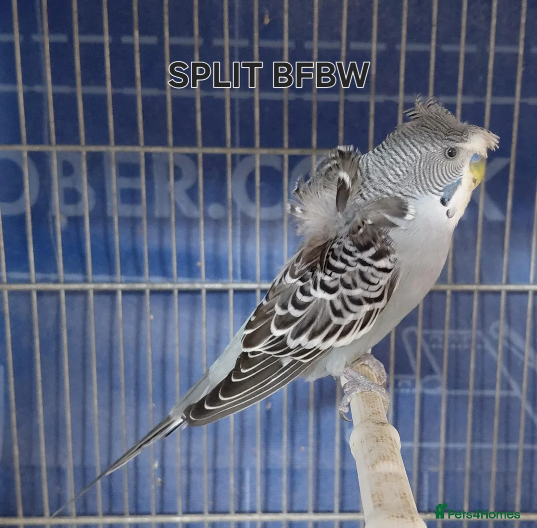 Budgerigars birds for sale: Rare Budgies - Advert 2