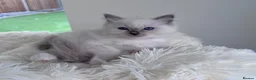 Ragdoll cats for sale: ✨ Beautiful GCCF Registered Ragdoll Kittens ✨ - Advert 18