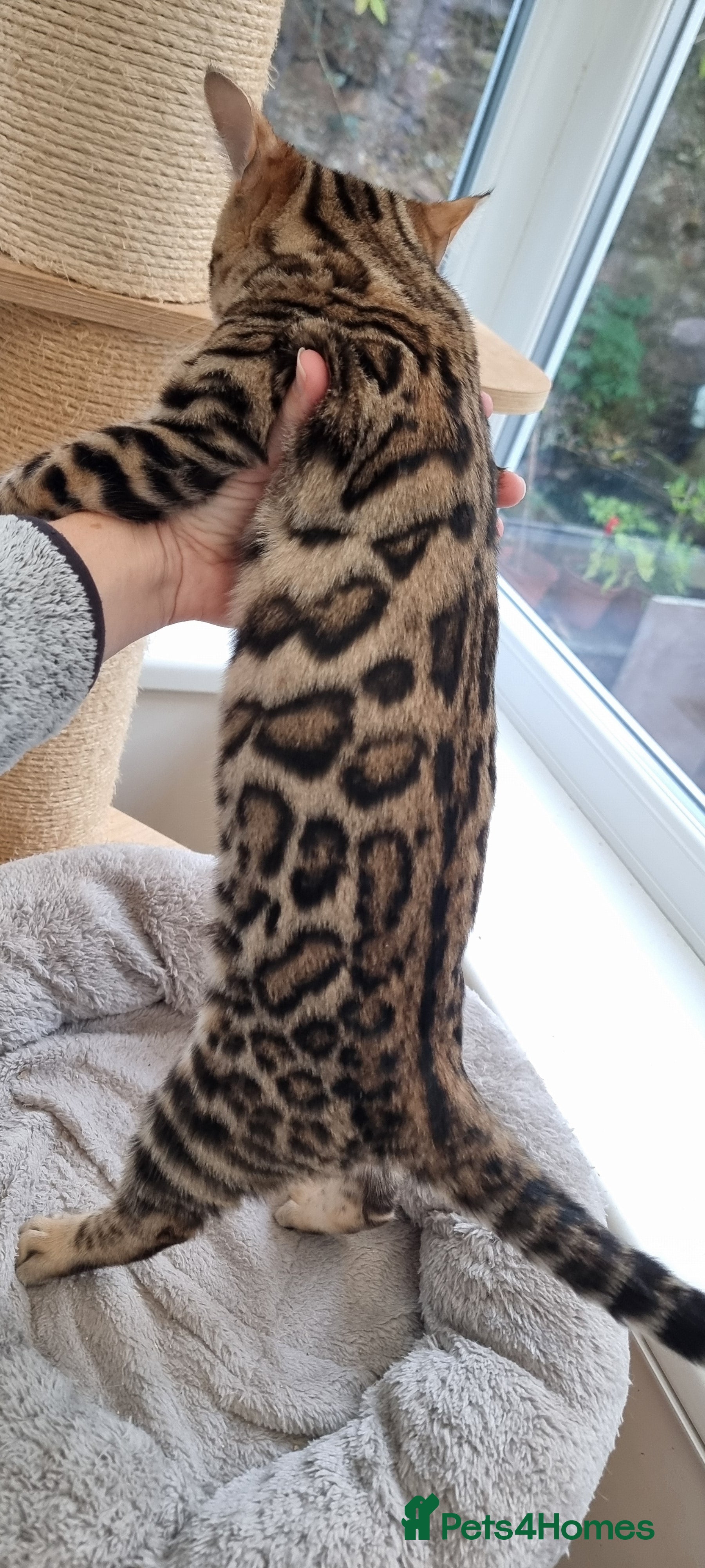 Bengal cats Only 1 left! Ready Now 🐾TICA Reg Bengal Kittens - Advert 1