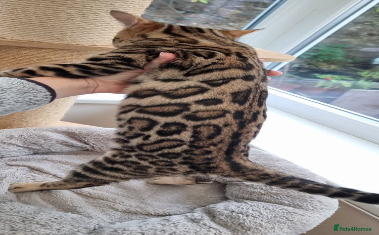 Bengal cats 2 left! Ready Now 🐾TICA Reg Bengal Kittens - Advert 3