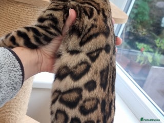 Bengal cats 2 left! Ready Now 🐾TICA Reg Bengal Kittens - Advert 12
