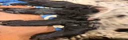 Sprocker dogs for sale: Beautiful Sprocker spaniels - 3/4 cocker  - Advert 8