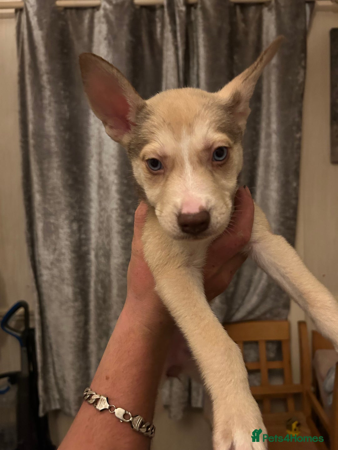 Mixed Breed dogs for sale: 4 husky cross American bulldog pups  - Image 3
