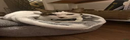 Mixed Breed cats for sale: Beautiful Becky, 5-Year-Old Cat for Rehoming in Wallasey - Advert 2