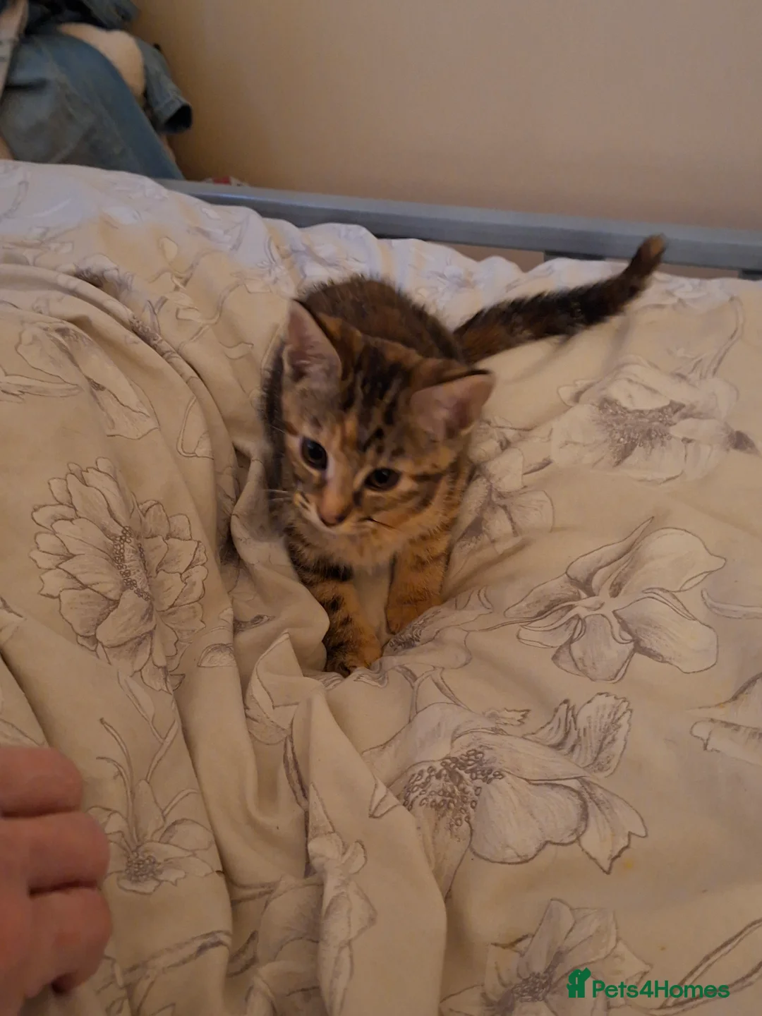 British Shorthair cats for sale: Kittens looking for a forever home - Advert 2