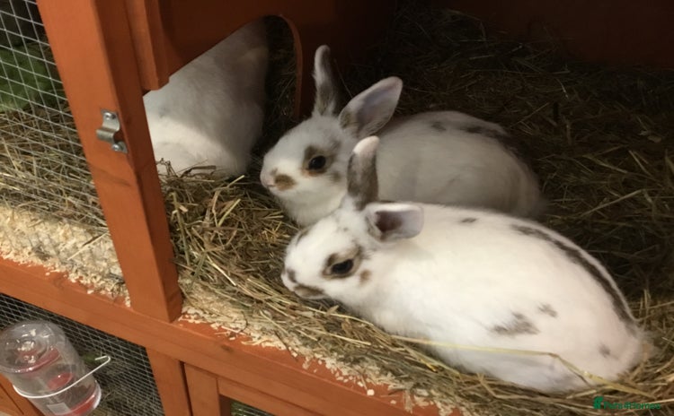English Spot rabbits - Advert 1