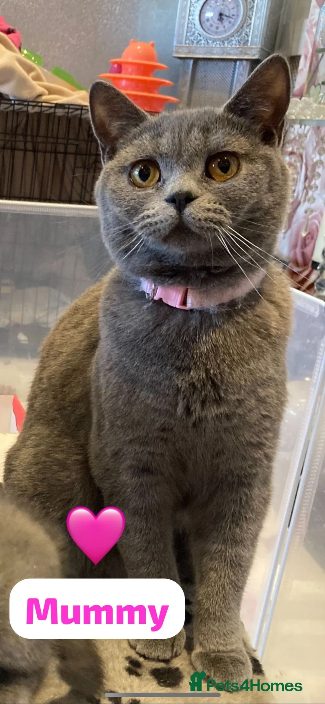 British Shorthair cats for sale: Beautiful British shorthair cross kittens🩵🩷 - Advert 17