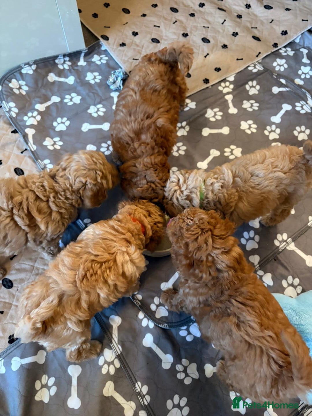 Miniature Poodle dogs for sale: Beautiful Miniature Poodle Puppies   - Advert 5