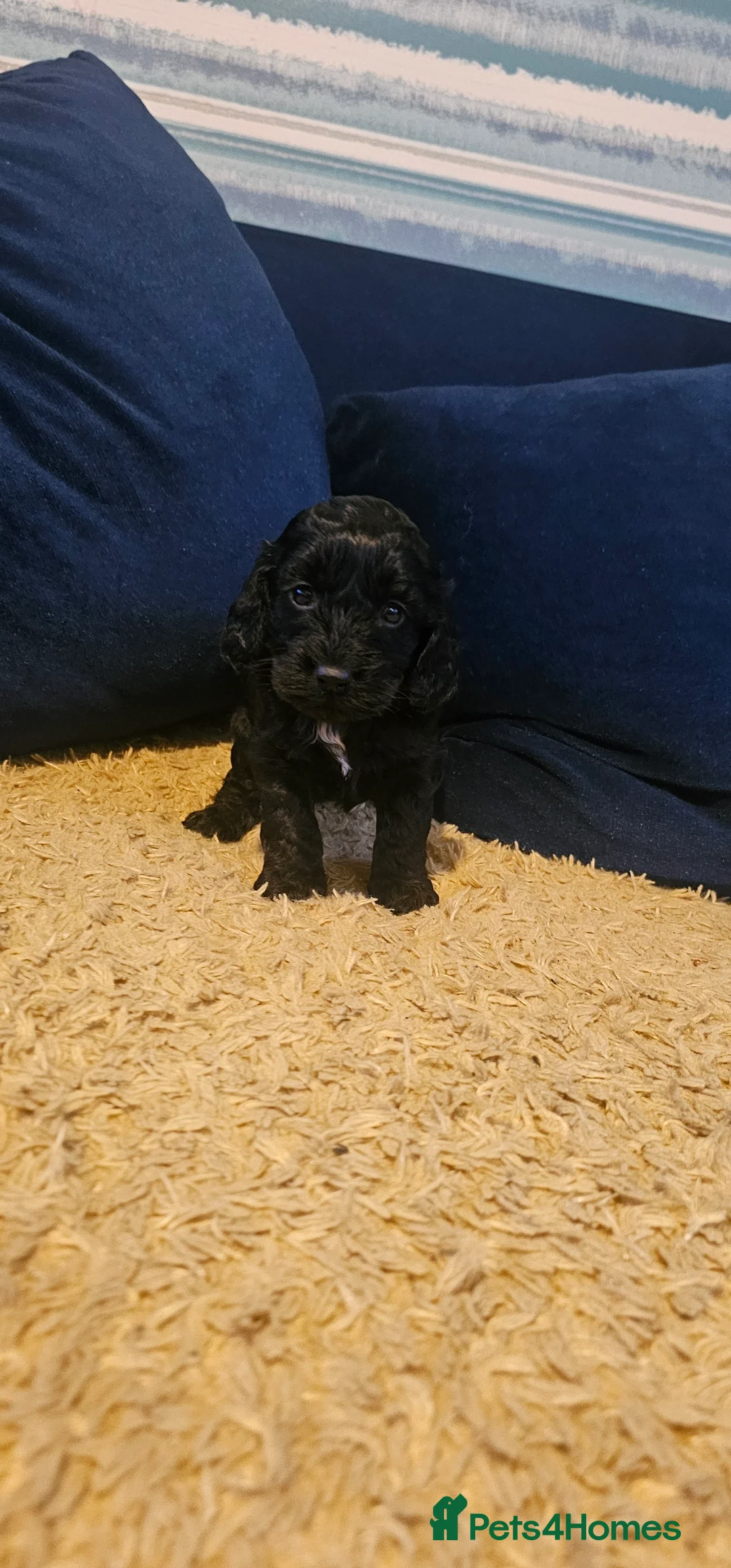 Cockapoo dogs for sale: Cockapoo puppies £650 - Advert 6