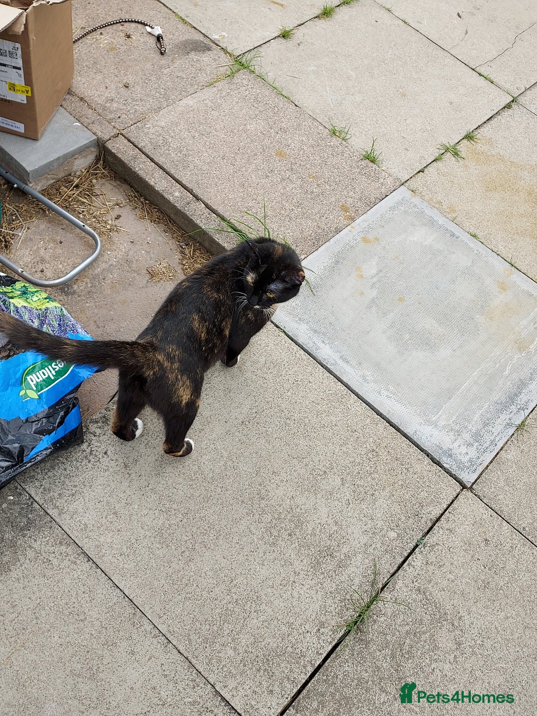 British Shorthair cats for sale: Adult domestic cat  - Image 1