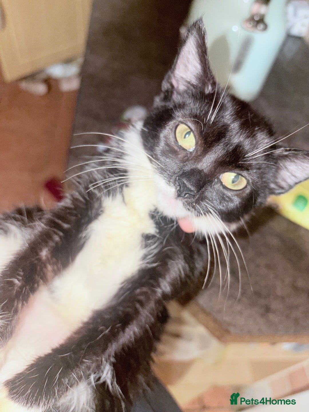 Mixed Breed cats for sale: Kittens ready for loving homes  - Advert 1