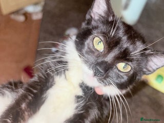 Mixed Breed cats Kittens ready for loving homes - Advert 1