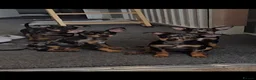Miniature Pinscher dogs for sale: Miniature Pincher Female - Advert 8
