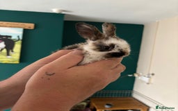Mini Lop rabbits for sale: 8 baby rabbits - Image 17