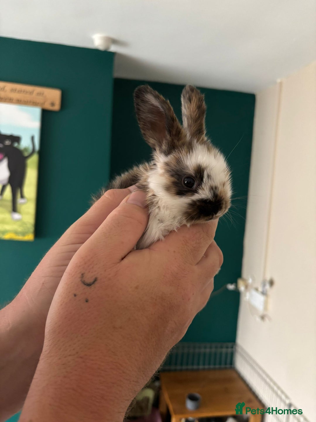 Mini Lop rabbits for sale: 8 baby rabbits - Image 17