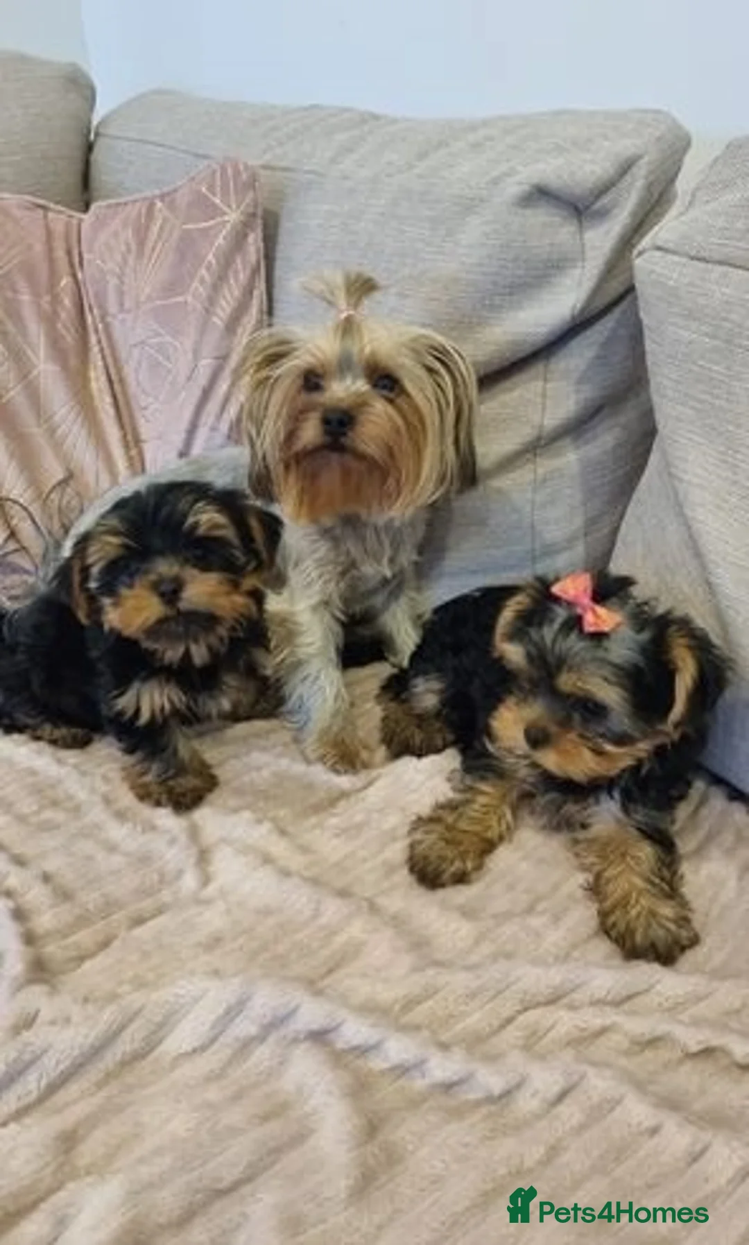 Yorkshire Terrier dogs for sale: Yorkshire Terrier puppies for sale in Hounslow - Advert 2