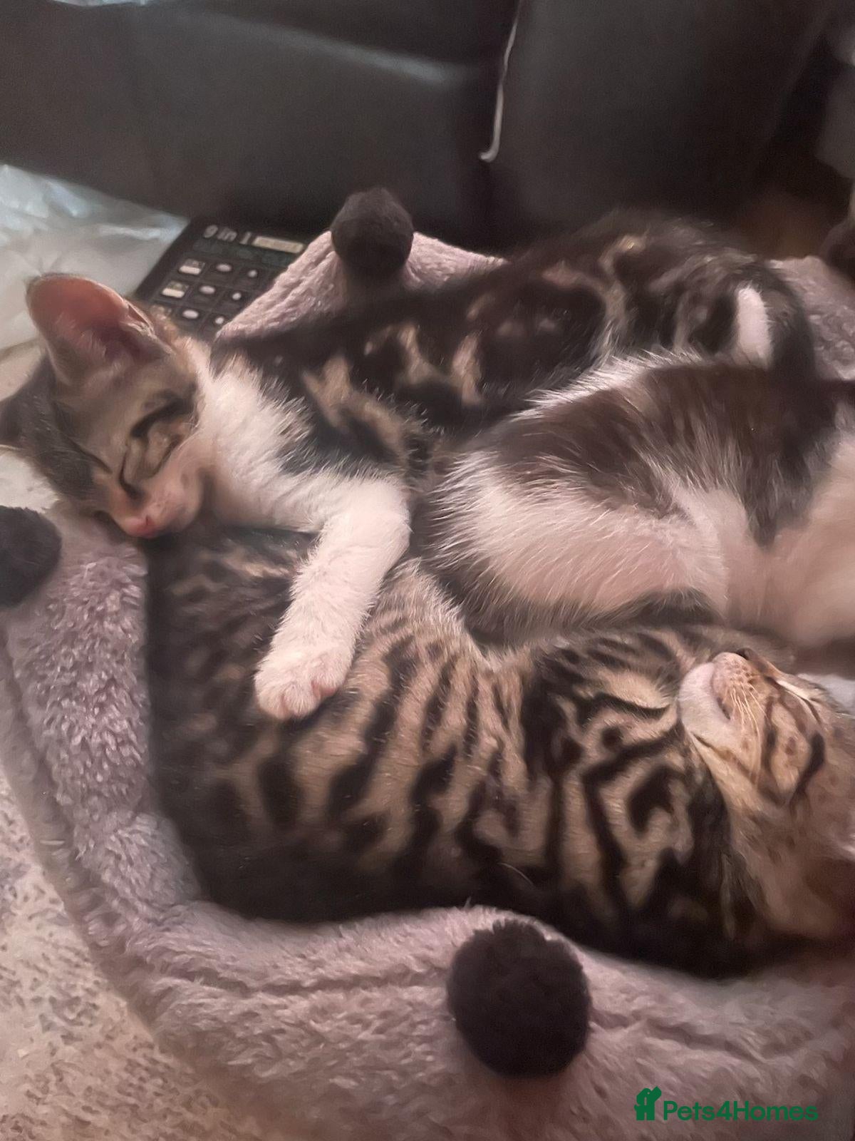 Mixed Breed cats Kittens *85* if picked up today - Advert 2