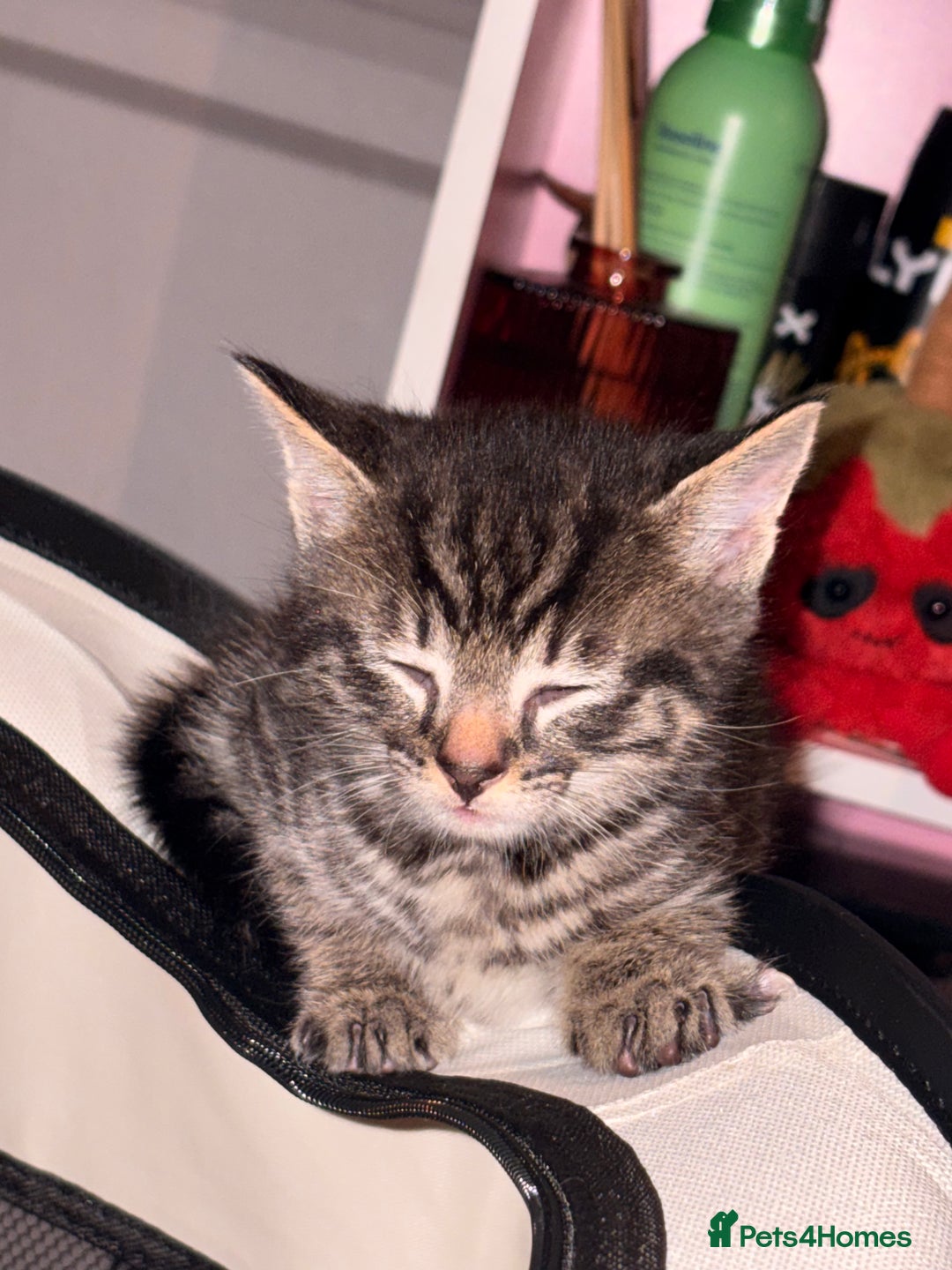 Mixed Breed cats for sale: 1 Female and 1 Male - Advert 14