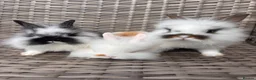 Lionhead rabbits for sale: Adorable Purebred Lionhead Bunny Babies - Advert 1