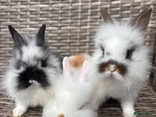 Lionhead rabbits Adorable Purebred Lionhead Bunny Babies - Advert 1