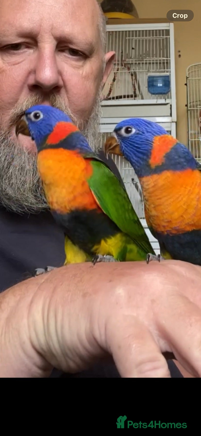 Lories birds Red collared lorikeet Baby’s Hand Raised Hand Tame - Advert 2