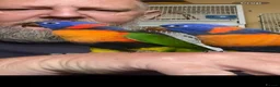 Lories birds for sale: Red collared lorikeet Baby’s Hand Raised Hand Tame - Advert 2