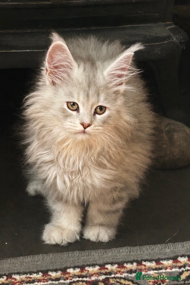 Maine Coon cats Stunning Maine Coon babies - Advert 1