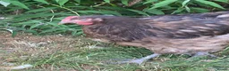Chickens poultry for sale: Orpington Chickens For Sale in Looe - Advert 8