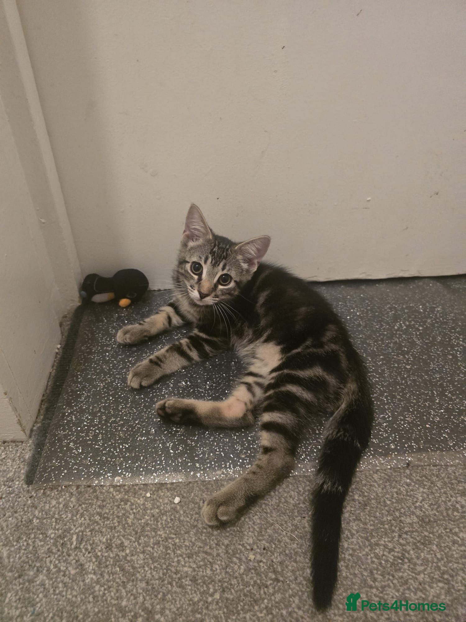 Mixed Breed cats Bengal cross kitten - Advert 8