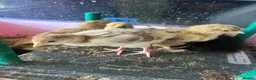 Turkeys poultry for sale: Crowllitzer and Bourbon Red Turkey Pullets  - Advert 3