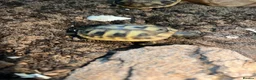 Hermann Tortoise reptiles for sale: Herman hatchlings. Tortoise. - Advert 3