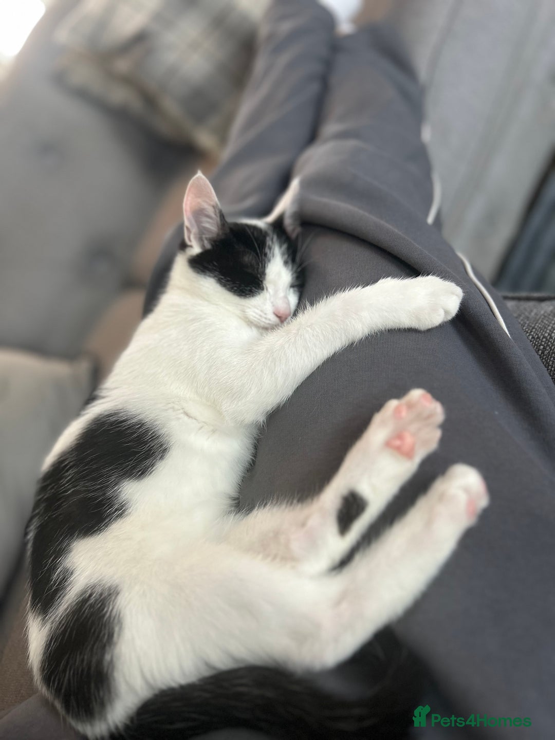 Mixed Breed cats for sale: Kitten looking for loving new home  - Advert 3