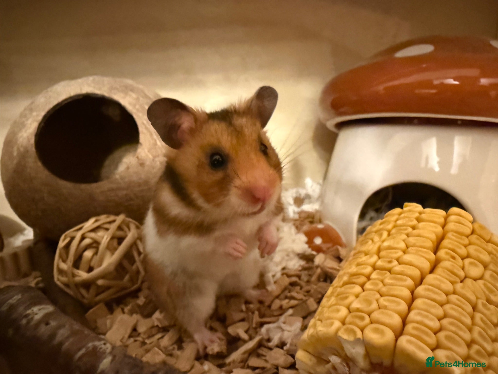 Hamster rodents Female Syrian Hamster with Cage and Accessories  - Advert 17