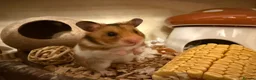 Hamster rodents for sale: Female Syrian Hamster with Cage and Accessories  in Bradford - Advert 1