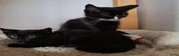 Mixed Breed cats for adoption: LEAH AND LEA - Advert 3