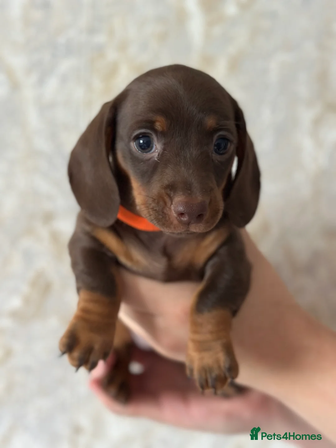 Miniature Dachshund dogs for sale: Miniature dachshund  - Advert 1