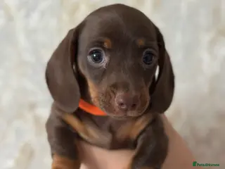 Miniature Dachshund dogs Miniature dachshund - Advert 3