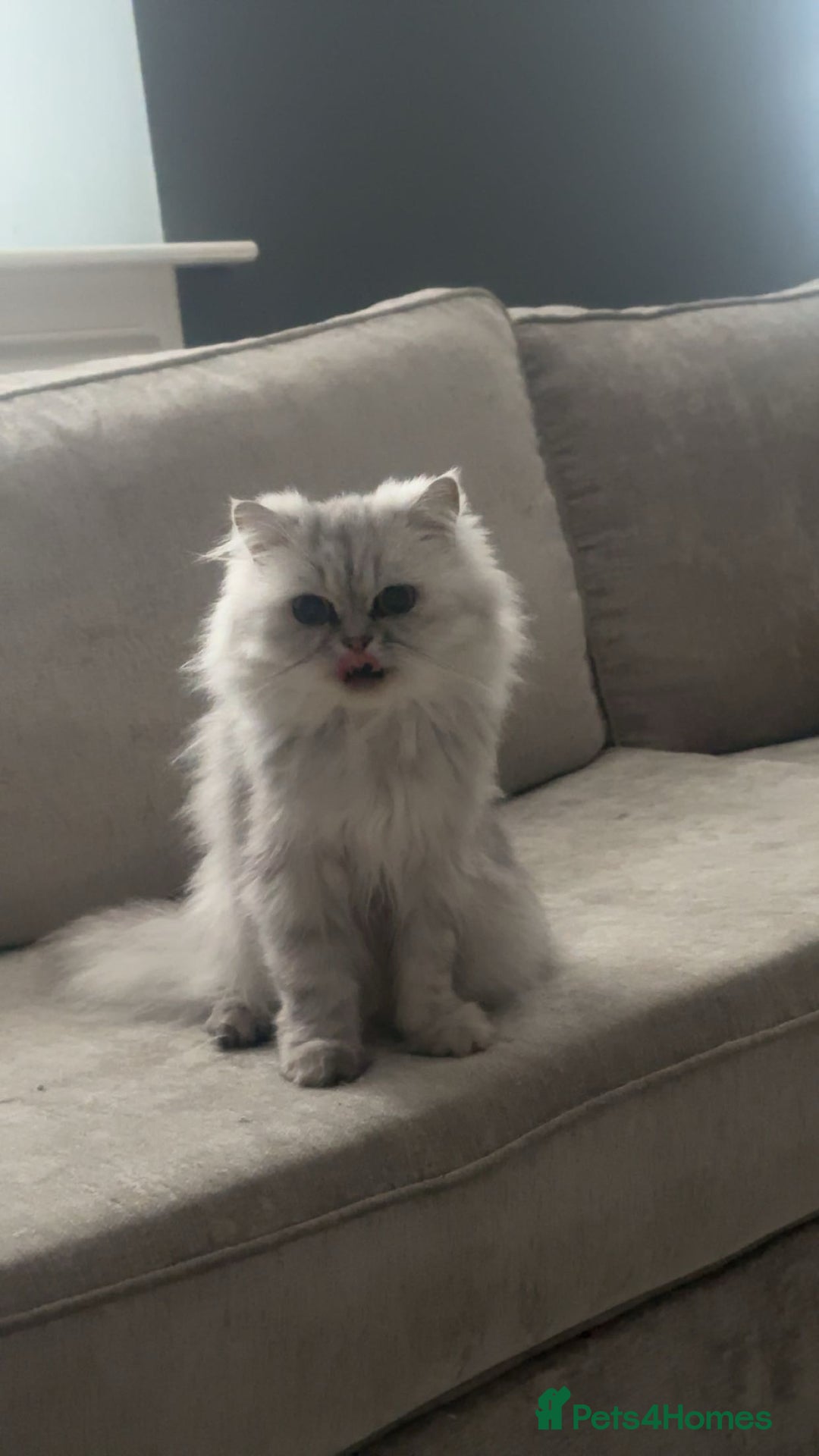 Persian cats for sale: 2 year old Persian  - Advert 2