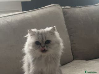 Persian cats 2 year old Persian - Advert 1