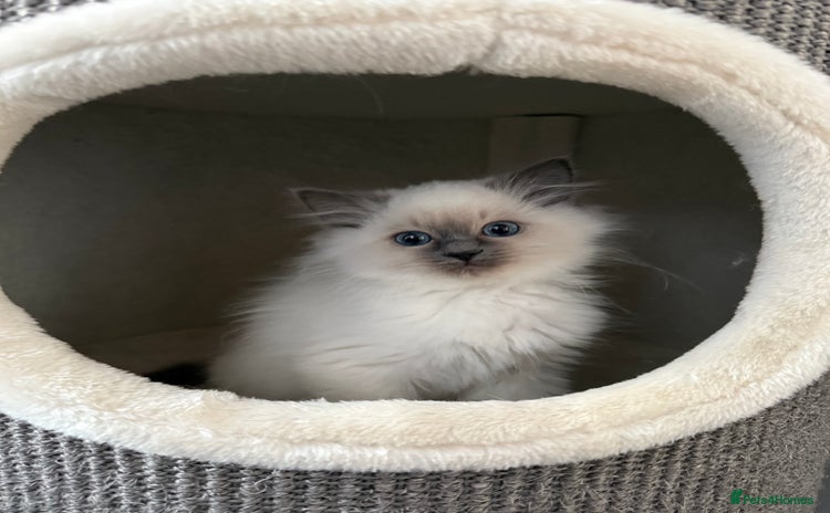 Ragdoll cats - Advert 20