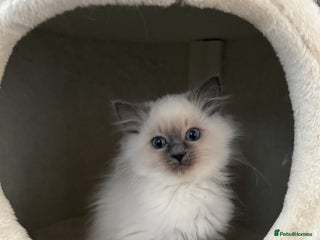 Ragdoll cats - Advert 9